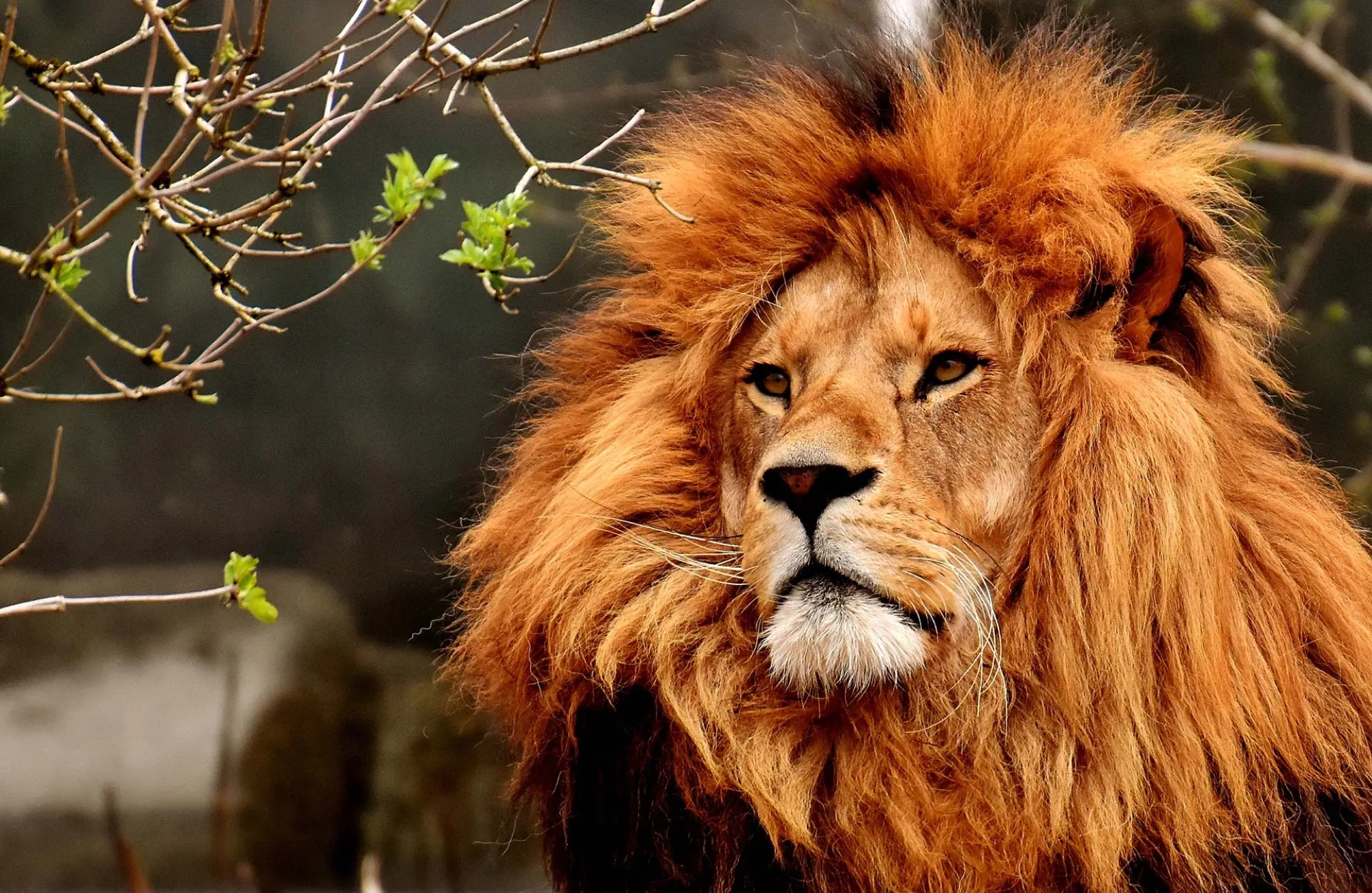 Zoo de Thoiry